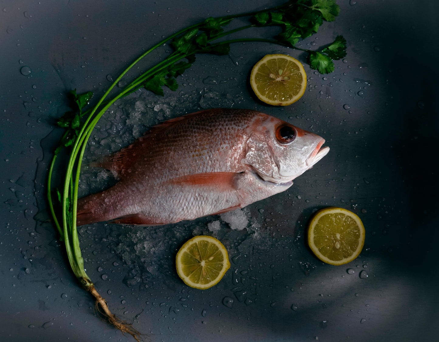 Wild Caught Yellow Tail Mangrove Snapper | Whole GGS IVP | 1-1.5 lb | 10 lb Pack