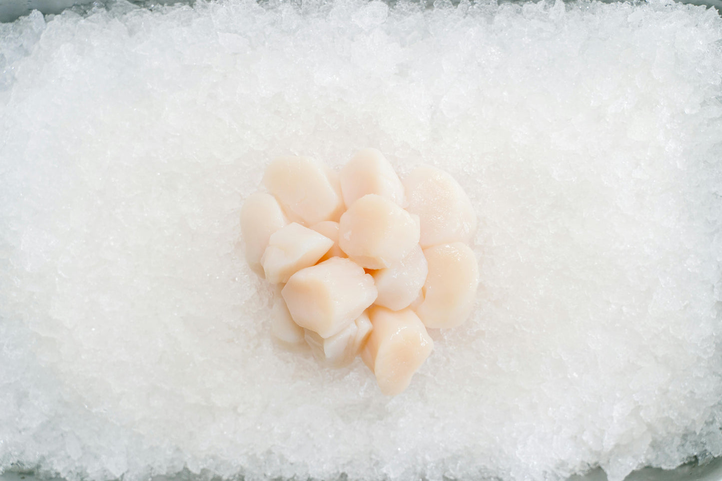 Premium Sea Scallops | 2 x 5 lb Bags | 10 lb Pack